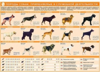 Комплект плакатов "Кинология" - «globural.ru» - Нижневартовск