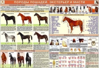 Комплект плакатов "Служебное коневодство" - «globural.ru» - Нижневартовск