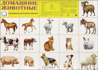 Демонстрационные карточки "Домашние животные" - «globural.ru» - Нижневартовск
