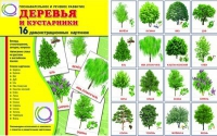 Демонстрационные карточки "Деревья и кустарники" - «globural.ru» - Нижневартовск
