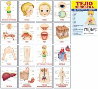 Раздаточные карточки "Тело человека" - «globural.ru» - Нижневартовск