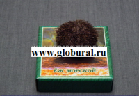 Сухой препарат "Еж морской" - «globural.ru» - Нижневартовск
