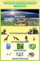 Стенд "Уровни организации живого" - «globural.ru» - Нижневартовск
