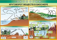 Таблица Круговорот веществ в биосфере 1000*700 винил - «globural.ru» - Нижневартовск