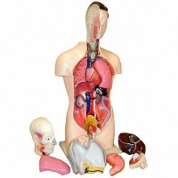 Торс человека разборный (42 см.) - «globural.ru» - Нижневартовск
