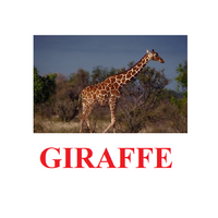"Wild Animals-1" ("Дикие животные-1") английские карточки Домана - «globural.ru» - Нижневартовск