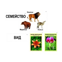 Модель-аппликация "Классификация растений и животных" (ламинированная) - «globural.ru» - Нижневартовск