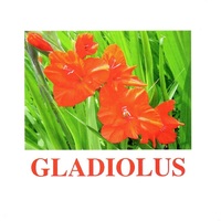 "Flowers-1" ("Цветы-1") английские карточки Домана - «globural.ru» - Нижневартовск