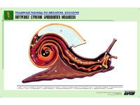 Рельефная таблица "Внутреннее строение брюхоногого моллюска" (формат А1, матовое ламинир.) - «globural.ru» - Нижневартовск