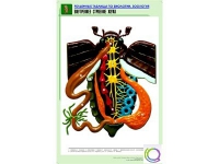 Рельефная таблица "Внутреннее строение жука" (формат А1, матовое ламинир.) - «globural.ru» - Нижневартовск