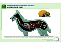 Рельефная таблица "Внутреннее строение собаки" (формат А1, матовое ламинир.) - «globural.ru» - Нижневартовск