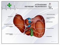 Стенд "Строение печени человека" - «globural.ru» - Нижневартовск