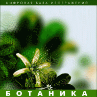 Ботаника. (Цифровая база изображений) - «globural.ru» - Нижневартовск
