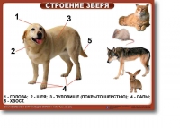 Ознакомление с окружающим миром. 1-4 класс. Комплект таблиц. Наглядные пособия для начальной школы, учебные пособия - «globural.ru» - Нижневартовск