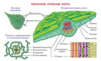 Плакаты и таблицы по биологии - «globural.ru» - Нижневартовск