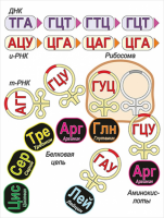 Модель-аппликация Биосинтез белка - «globural.ru» - Нижневартовск