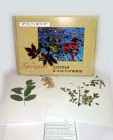 Гербарий Деревья и кустарники (20 видов) - «globural.ru» - Нижневартовск