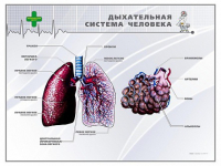 Стенд "Дыхательная система человека" - «globural.ru» - Нижневартовск