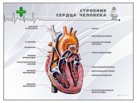 Стенд "Строение сердца человека" - «globural.ru» - Нижневартовск