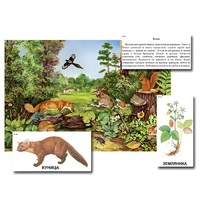 Магнитный плакат-аппликация "Лес: биоразнообразие и взаимосвязи в сообществе" - «globural.ru» - Нижневартовск