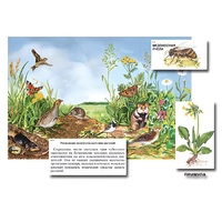 Магнитный плакат-аппликация "Луг: биоразнообразие и взаимосвязи в сообществе" - «globural.ru» - Нижневартовск