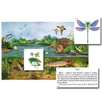 Магнитный плакат-аппликация "Водоем: биоразнообразие и взаимосвязи в сообществе" - «globural.ru» - Нижневартовск
