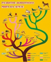 Стенд "Развитие животного мира на земле" - «globural.ru» - Нижневартовск