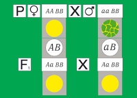Модель-аппликация Дигибридное скрещивание. Законы Менделя. (набор из 84 карт) - «globural.ru» - Нижневартовск