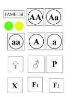 Модель-аппликация Моногибридное скрещивание и его цитологические основы - «globural.ru» - Нижневартовск