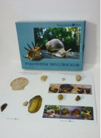 Коллекция "Раковины моллюсков" (вариант 2) - «globural.ru» - Нижневартовск