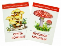 Раздаточные карточки "Грибы съедобные и не съедобные" - «globural.ru» - Нижневартовск