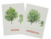 Раздаточные карточки "Деревья и кустарники" - «globural.ru» - Нижневартовск