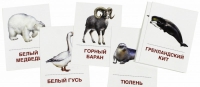 Раздаточные карточки "Животные холодных широт" - «globural.ru» - Нижневартовск