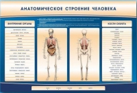 Электрифицированный стенд-тренажер c макетом скелета "Анатомическое строение человека" - «globural.ru» - Нижневартовск