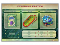 Электрифицированный стенд "Строение клетки" с маркерными полями - «globural.ru» - Нижневартовск