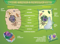 Стенд "Строение животной и растительной клеток" - «globural.ru» - Нижневартовск