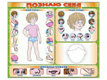 Стенд маркерный "Познаю себя" (тело, голова, органы чувств) - «globural.ru» - Нижневартовск