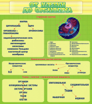 Стенд "От клетки до организма" - «globural.ru» - Нижневартовск
