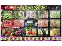 Комплект оборудования "Живой уголок" (растения) с тифлопереводом и сурдокомментариями - «globural.ru» - Нижневартовск