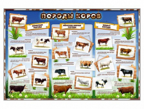 Стенд "Породы коров" - «globural.ru» - Нижневартовск