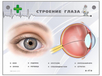 Интерактивный стенд "Строение глаза" - «globural.ru» - Нижневартовск