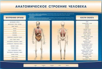 Электрифицированный стенд-тренажер c макетом скелета "Анатомическое строение человека" - «globural.ru» - Нижневартовск