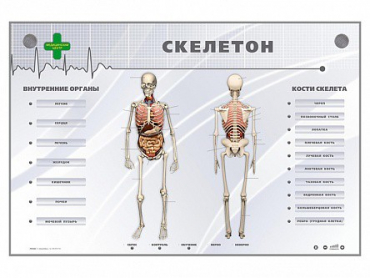Электрифицированный стенд-тренажер "Скелетон" - «globural.ru» - Нижневартовск