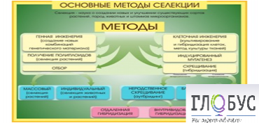 Стенд "Методы селекции и биотехнологии" - «globural.ru» - Нижневартовск