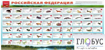 Стенд "Красная книга РФ" - «globural.ru» - Нижневартовск