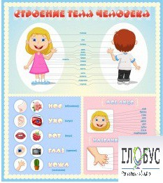 Стенд "Строение человека" для детей - «globural.ru» - Нижневартовск