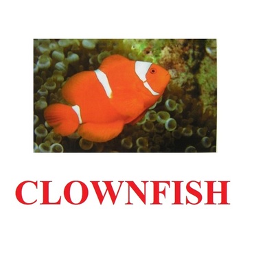 "Fish" ("Рыбы") английские карточки Домана - «globural.ru» - Нижневартовск