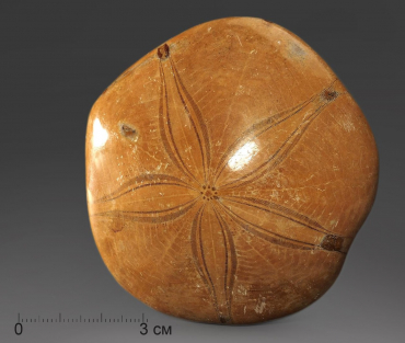 Морской ёж Pygurus depressus - «globural.ru» - Нижневартовск