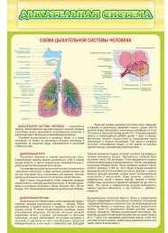 Стенд "Дыхательная система" - «globural.ru» - Нижневартовск